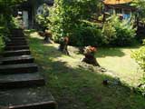 ppO